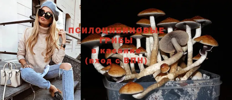 Псилоцибиновые грибы Magic Shrooms  сколько стоит  Нерюнгри 